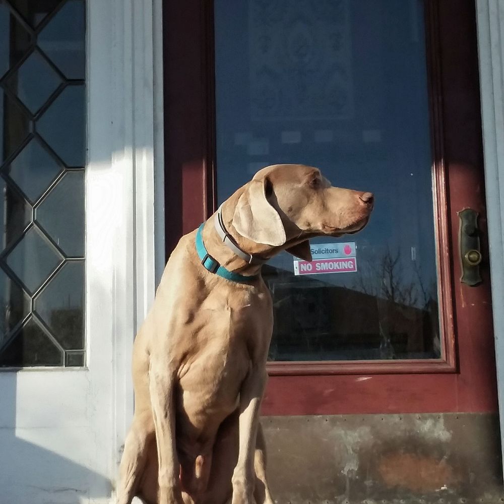 Meet your Posher, Donna